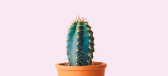 Cactus img